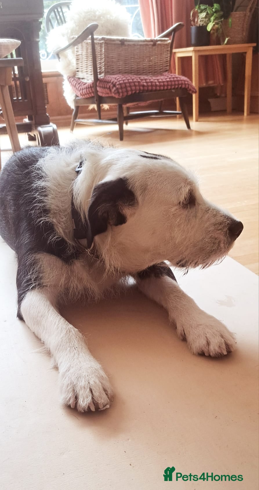 Mixed Breed dogs for sale: 2 yr old female Bulldog/Old English Sheepdog Mix - Advert 9