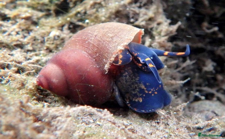 Snails invertebrates - Advert 1