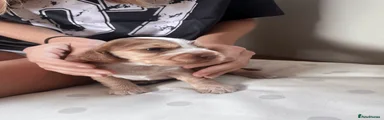 Cocker Spaniel 3