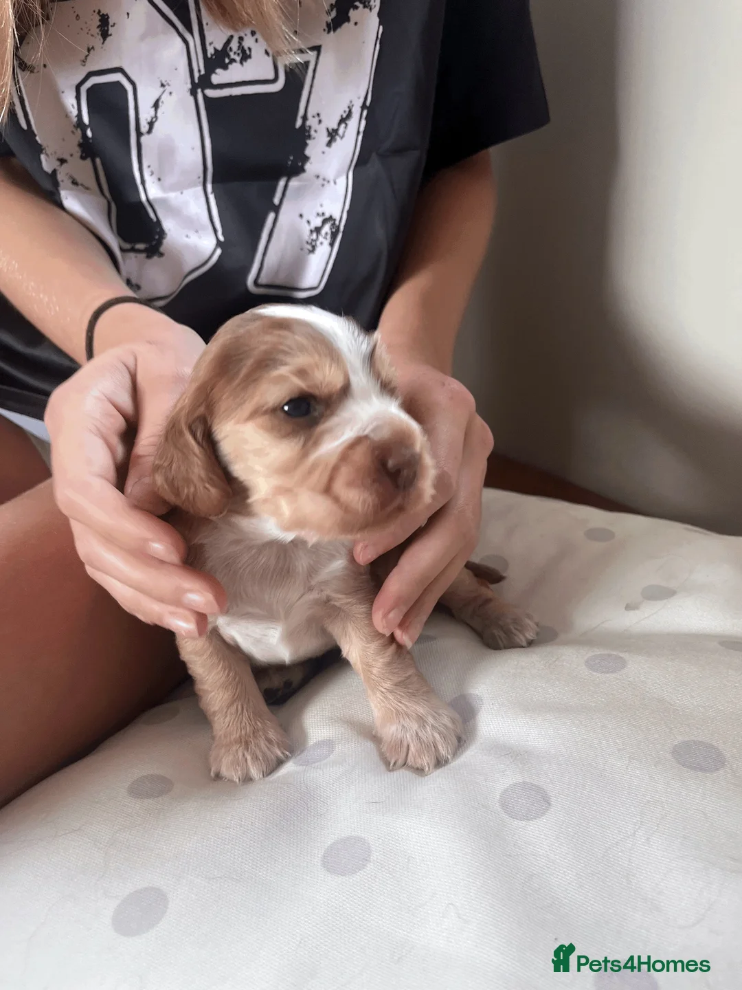Cocker Spaniel dogs for sale: Gorgeous KC Reg Show Cocker Spaniels in Lancaster - Advert 21