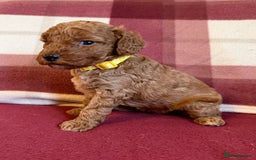 Labradoodle dogs for sale: Adorable Miniature Labradoodle F1bb Puppies🤩 - Image 11