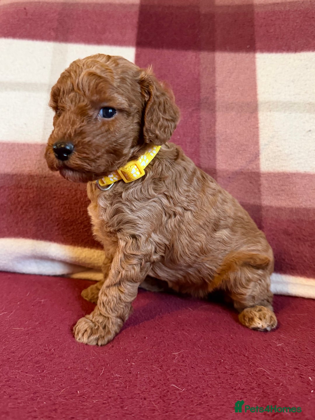 Labradoodle dogs for sale: Adorable Miniature Labradoodle F1bb Puppies🤩 - Image 11
