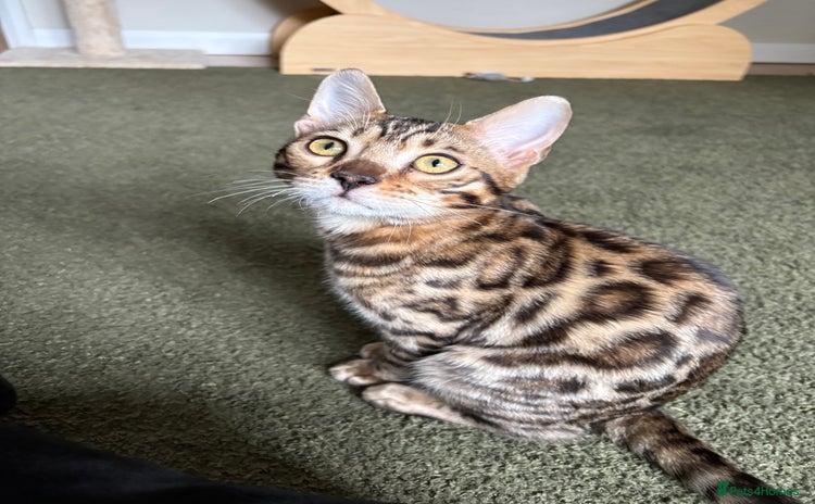 Bengal cats - Advert 11