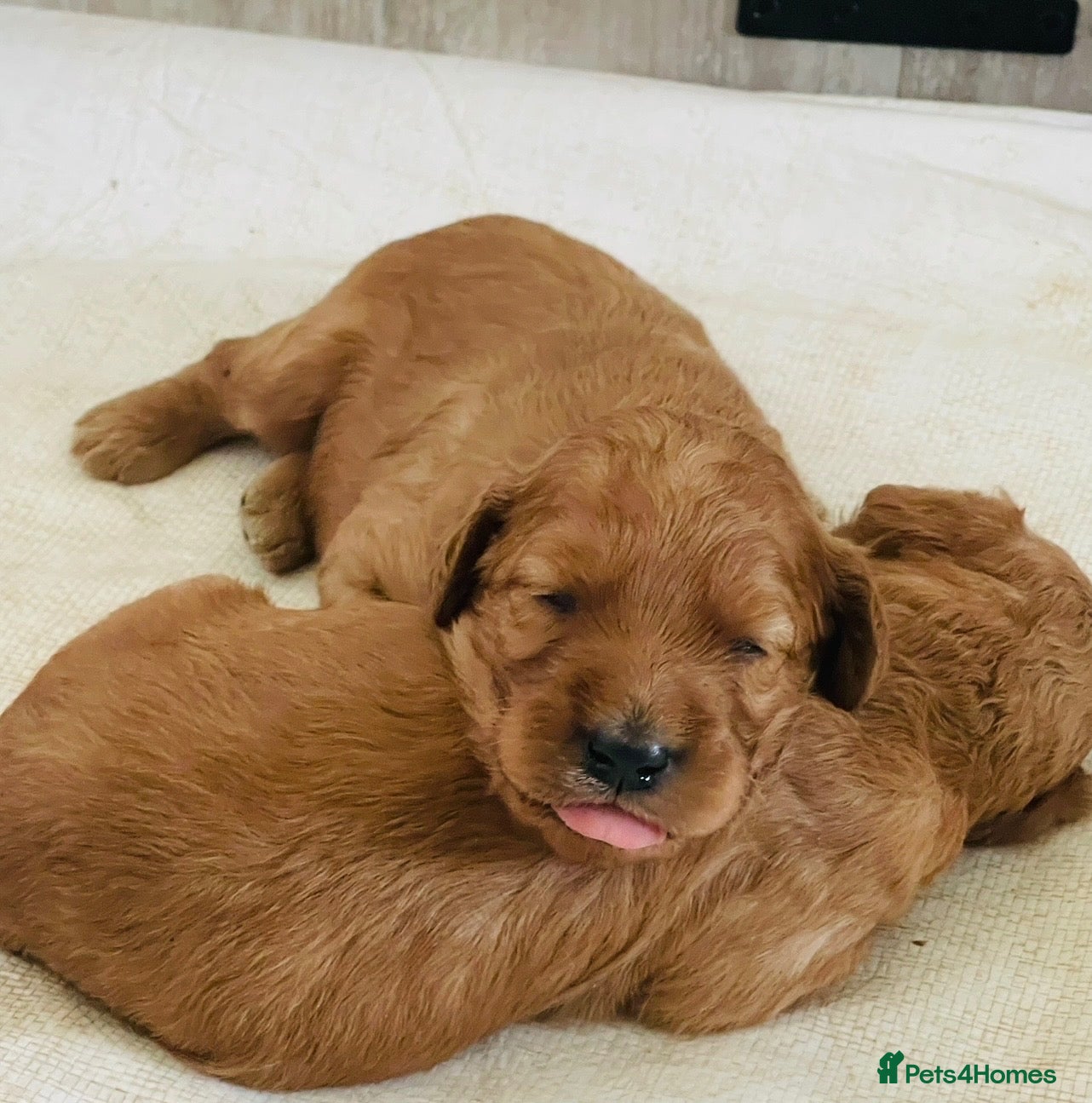 Irish Doodle dogs Beautiful Red Irishdoodles  - Advert 2