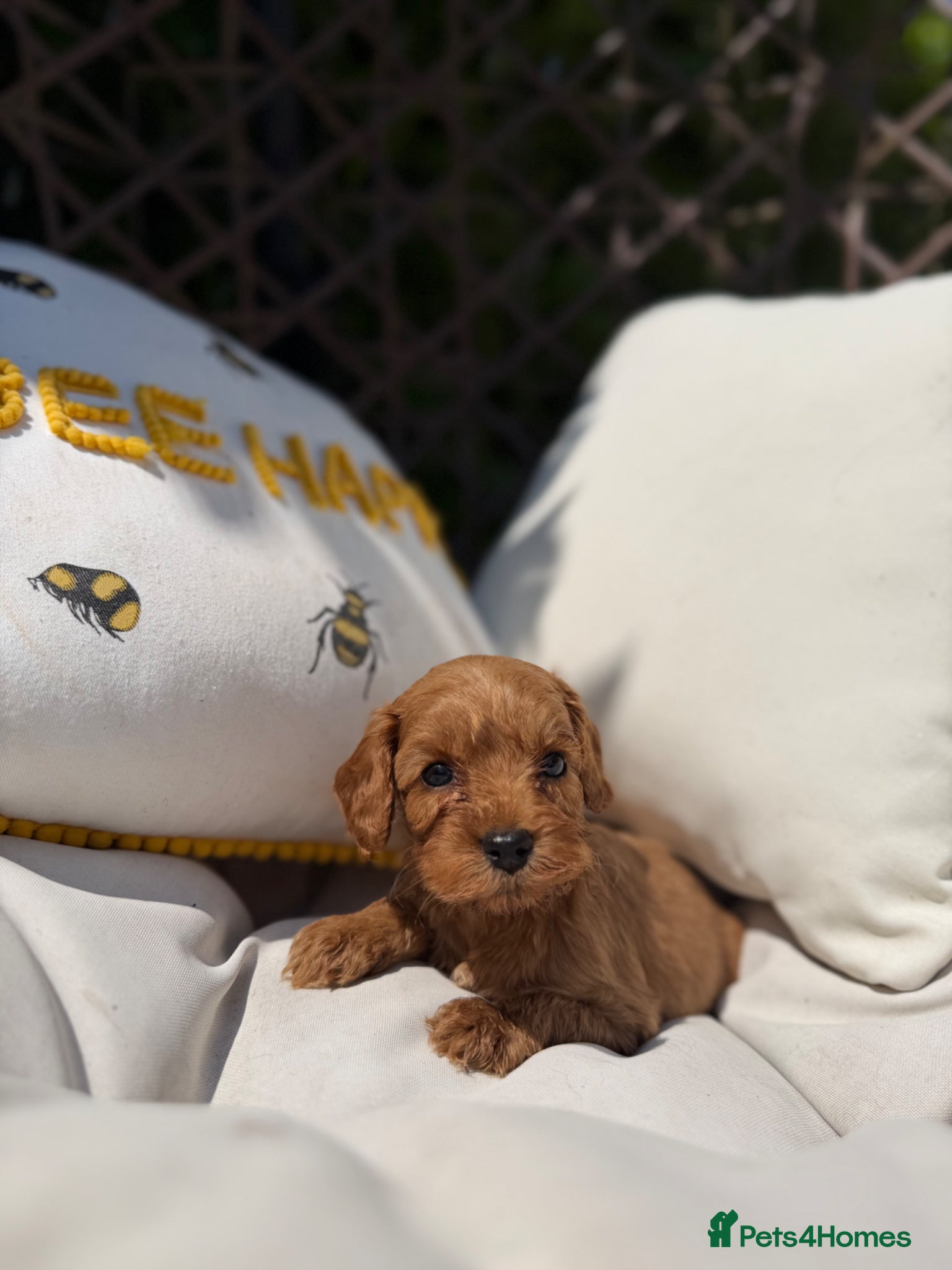 Cockapoo Puppy 3