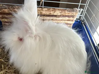 Lionhead rabbits White dwarf rabbit - Advert 1