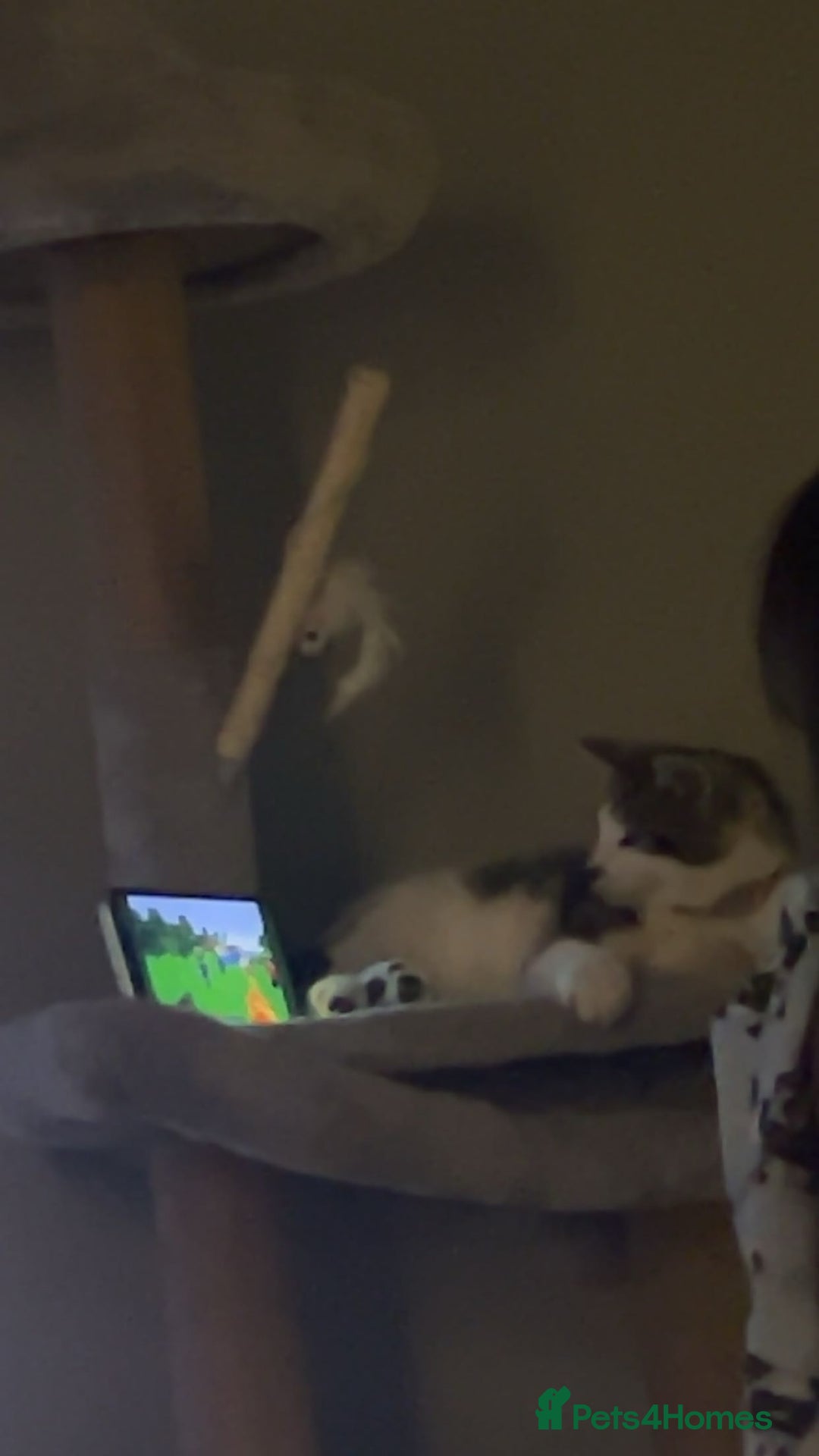 Mixed Breed cats for sale: Kitten for sale - Advert 2