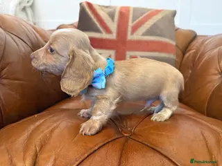 Miniature Dachshund dogs Stunning Longcoats 5 Star Reviews 5 Star Licensed - Advert 2