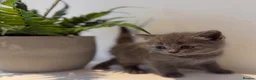 Scottish Fold cats for sale: Scottish kittens  in Rugby - Advert 7