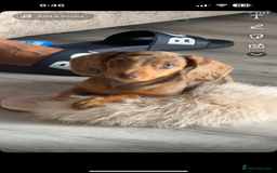 Miniature Dachshund dogs for sale: Meet Tilly  - Image 1