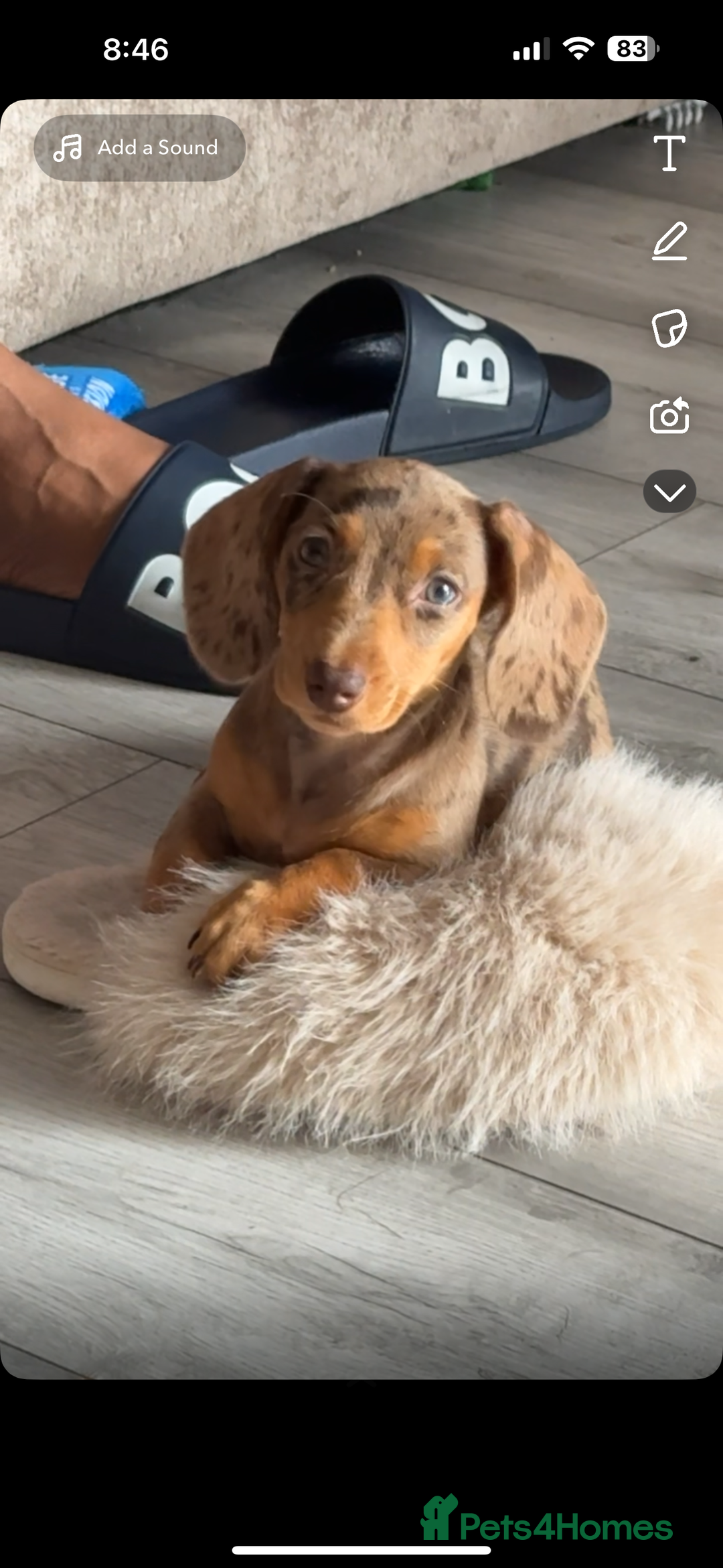 Miniature Dachshund dogs for sale: Meet Tilly  - Image 1