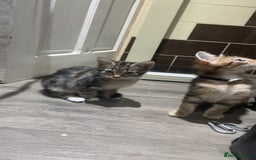 Mixed Breed cats for sale: 4 stunning tabby kittens - Image 13