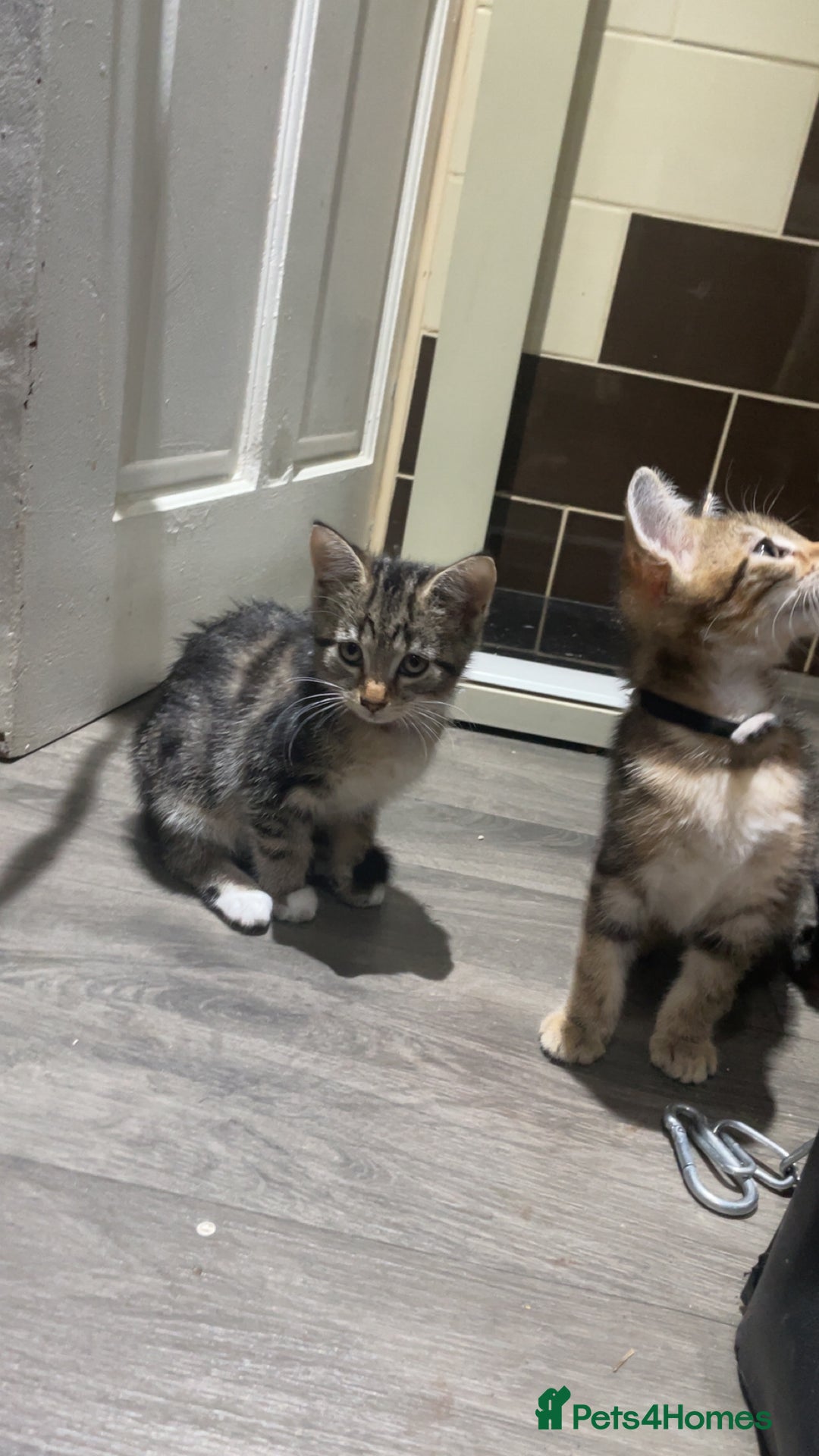 Mixed Breed cats for sale: 4 stunning tabby kittens - Image 13