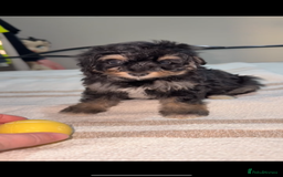 Pomapoo dogs for sale: 4 Beautiful Puppies - 3 Boys🩵 - 1 Girl🩷  - Image 9