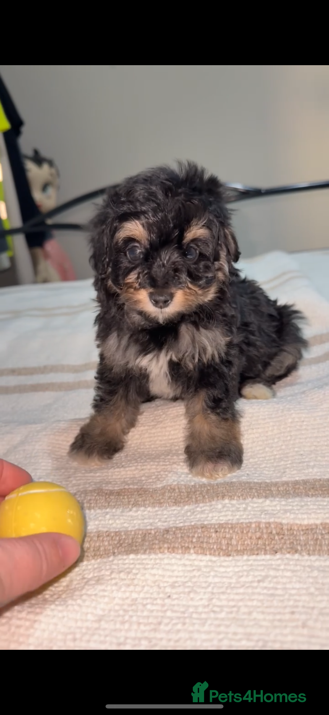 Pomapoo dogs for sale: 4 Beautiful Puppies - 3 Boys🩵 - 1 Girl🩷  - Image 9