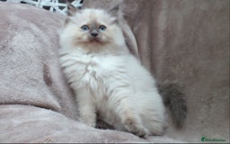 Ragdoll cats for sale: GCCF PET/ACTIVE KITTENS CHAMPION IMP BLOODLINES - Image 23