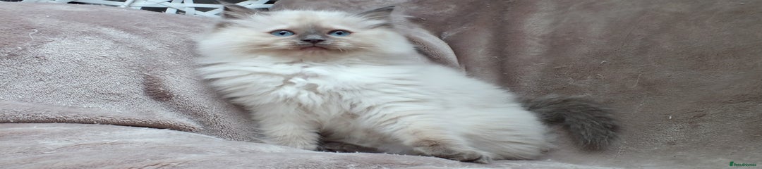 Ragdoll Kitten 4 Raguccisnowdols Angels-Whisper