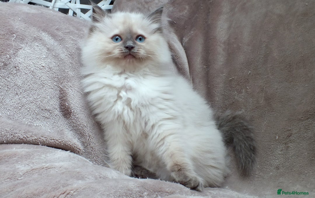 Ragdoll cats for sale: GCCF PET/ACTIVE KITTENS CHAMPION IMP BLOODLINES - Image 23