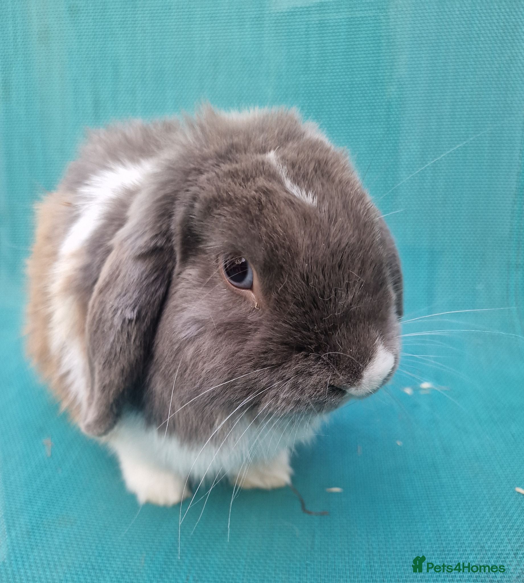 Mini Lop rabbits Young male mini lop - Advert 3