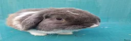 Mini Lop rabbits for sale: Young male mini lops - Advert 14