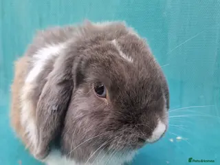 Mini Lop rabbits Young male mini lop - Advert 3