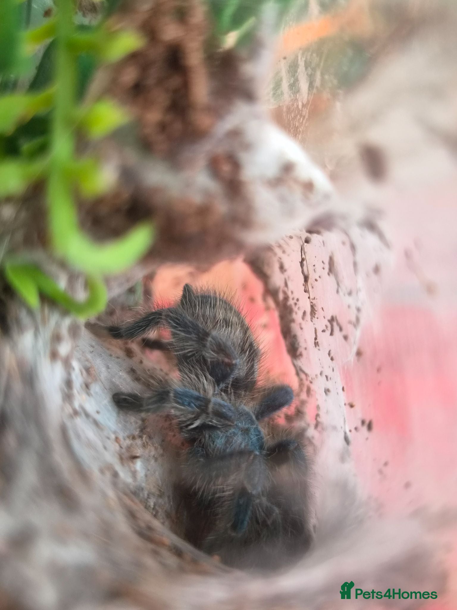Tarantulas invertebrates various tarantulas for sale - Advert 13
