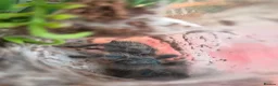 Tarantulas invertebrates for sale: various tarantulas for sale - Advert 1