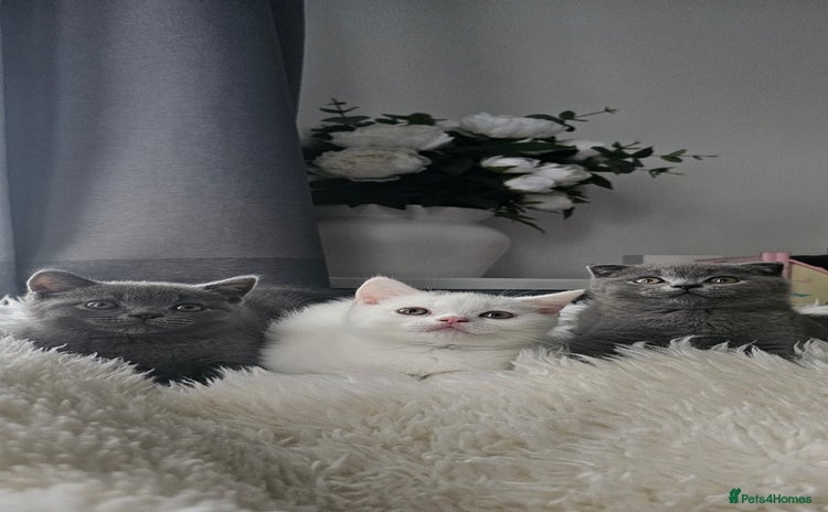 Scottish Fold cats - Advert 2