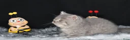 British Shorthair cats for sale: Tica registered British Shorthair kittens  - Advert 14