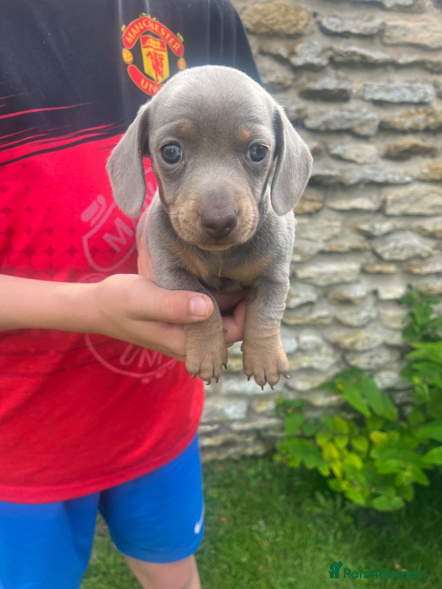 Miniature Dachshund dogs Miniature Daschshund Puppies Ready to go now - Advert 2