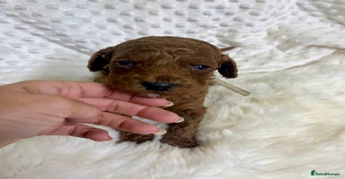 Goldendoodle dogs multigenerational Australian Golden doubledoodles - Advert 3