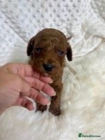 Goldendoodle dogs multigenerational Australian Golden doubledoodles - Advert 3