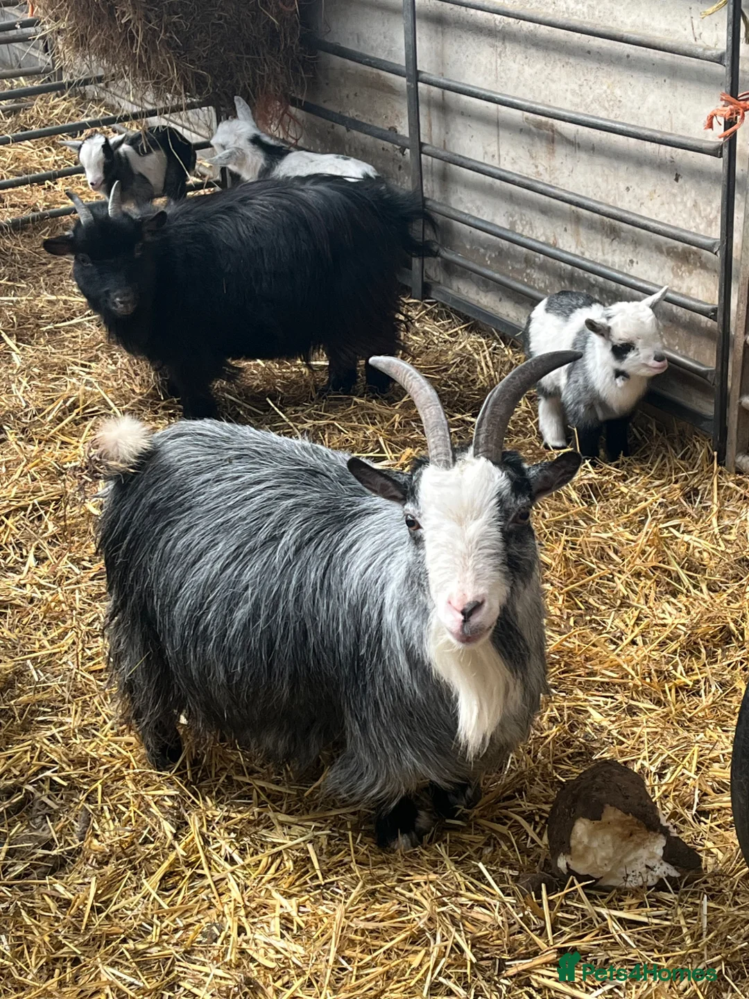 Goats livestock for sale: Pygmy goat wethers looking for a new home - Advert 5