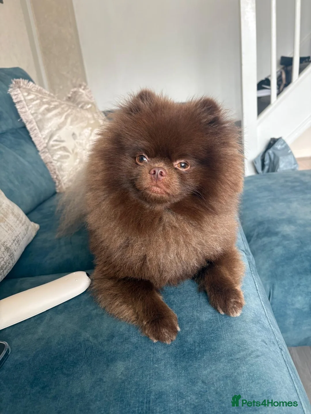 Pomeranian dogs for stud: KC registered Chocolate Pomeranian for Stud - Advert 3
