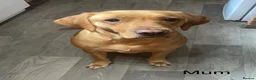 Labrador Retriever dogs for sale: Yellow & Fox Red Labrador Puppies - Advert 17