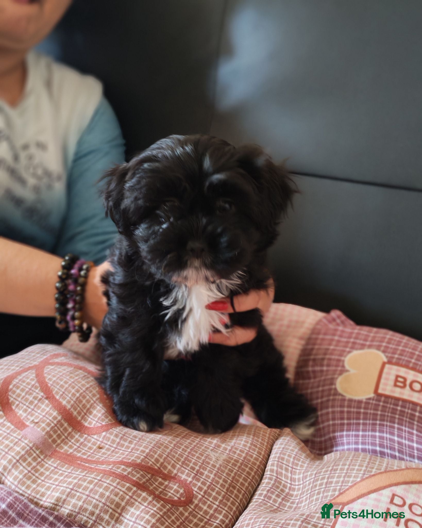 Shichon dogs Adorable Shichon puppies for sale- Teddy bear dogs - Advert 3