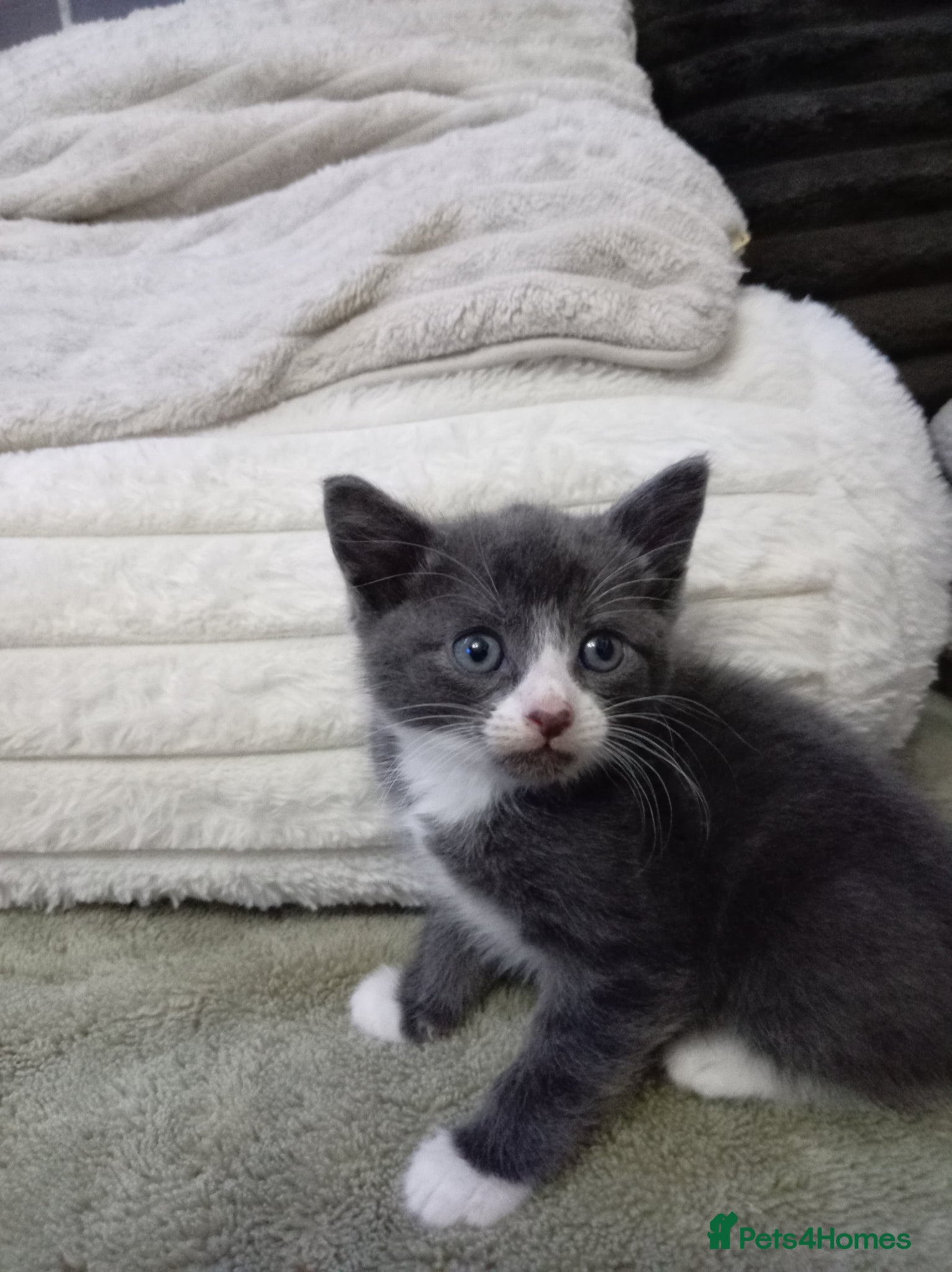 Mixed Breed cats for sale: Gorgeous grey white kitten - Advert 4