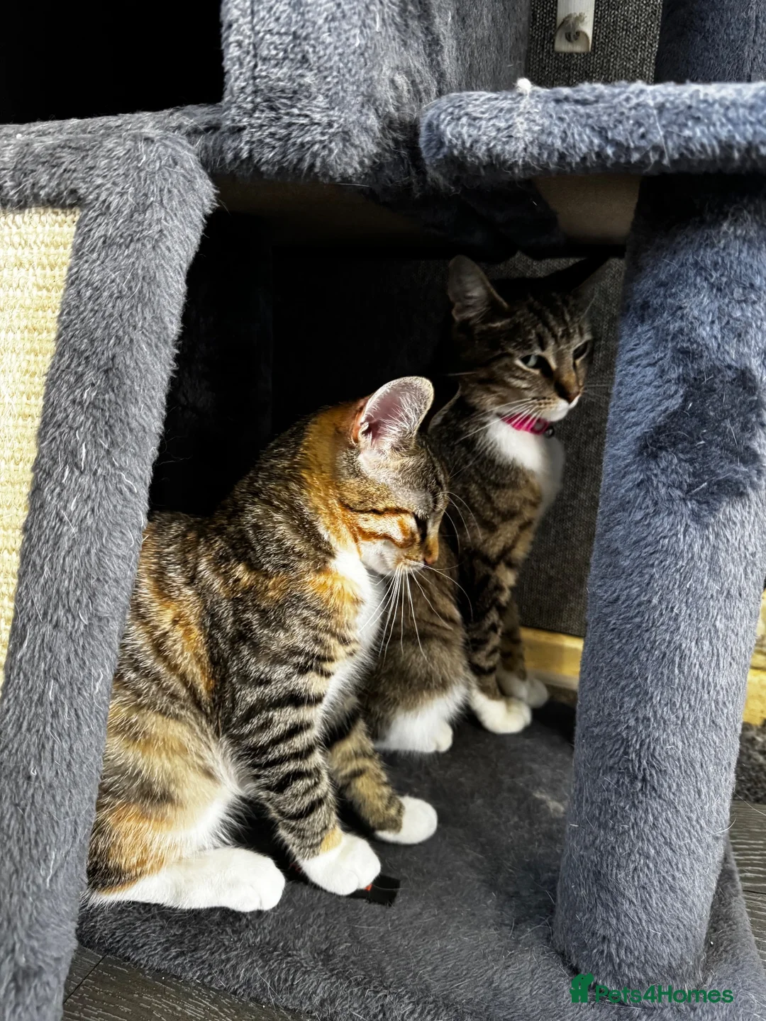 Mixed Breed cats for sale: RAGDOLL X TABBY - Advert 14