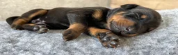Dobermann dogs for sale: Outstanding Quality Dobermann puppies, KC REG - Advert 10