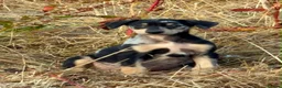 Lurcher dogs for sale: Stunning Lurchers  - Advert 5