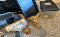 Bearded Dragon reptiles for sale: Reptile accessories and vivarium available - Advert 10