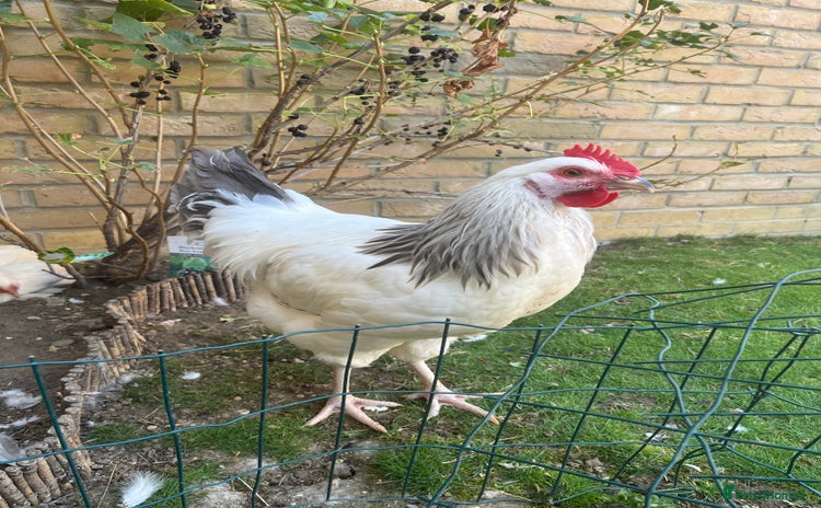 Chickens poultry - Advert 16