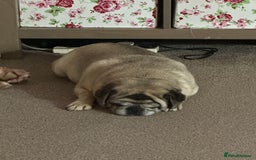 Pug dogs for sale: Older pug looking for loving home  - Image 4