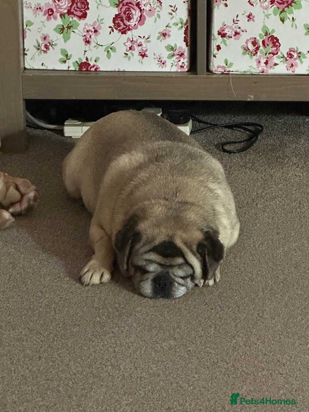 Pug dogs for sale: Older pug looking for loving home  - Image 4
