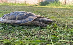 Hermann Tortoise reptiles for sale: Male Hermann Tortoise for sale(Enclosure included) - Advert 2