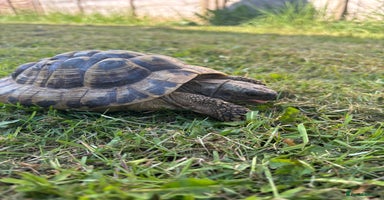 Hermann Tortoise reptiles Male Hermann Tortoise for sale(Enclosure included) - Advert 9