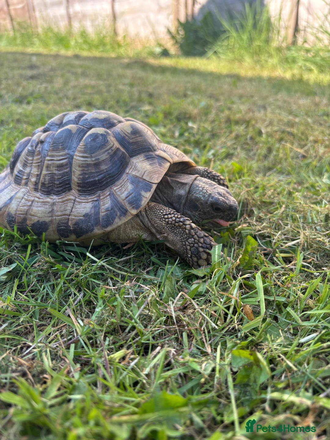 Hermann Tortoise reptiles for sale: Male Hermann Tortoise for sale(Enclosure included) - Advert 2