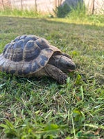Hermann Tortoise reptiles Male Hermann Tortoise for sale(Enclosure included) - Advert 1