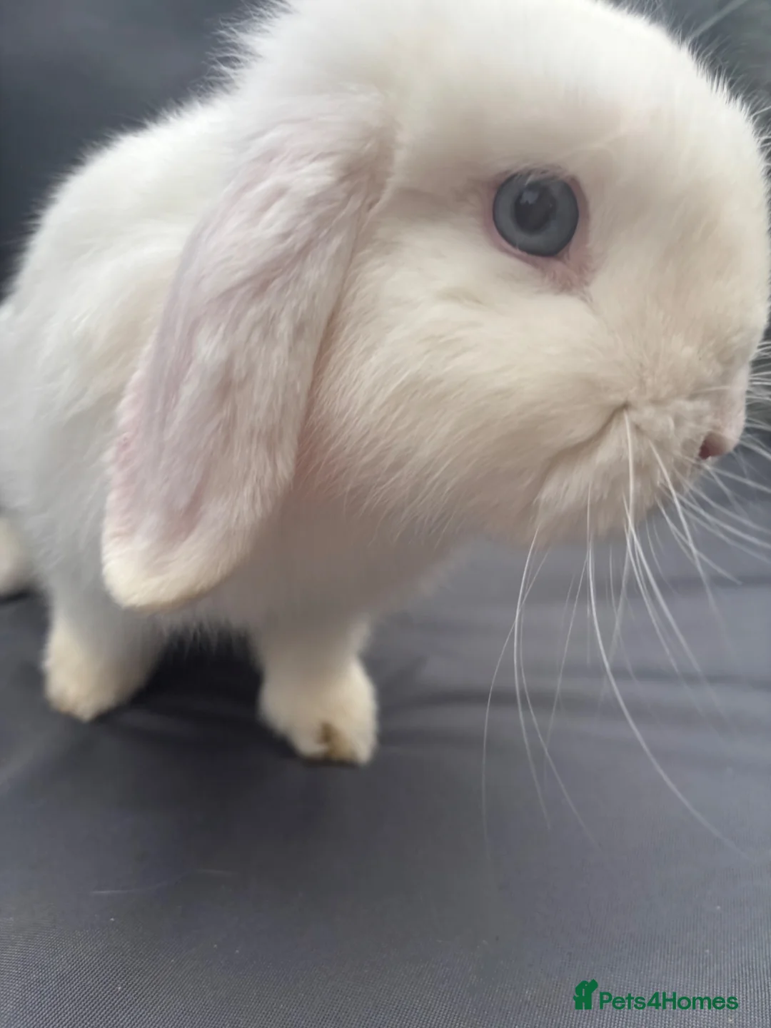 Mini Lop rabbits for sale: Pure mini lop buck  - Advert 2