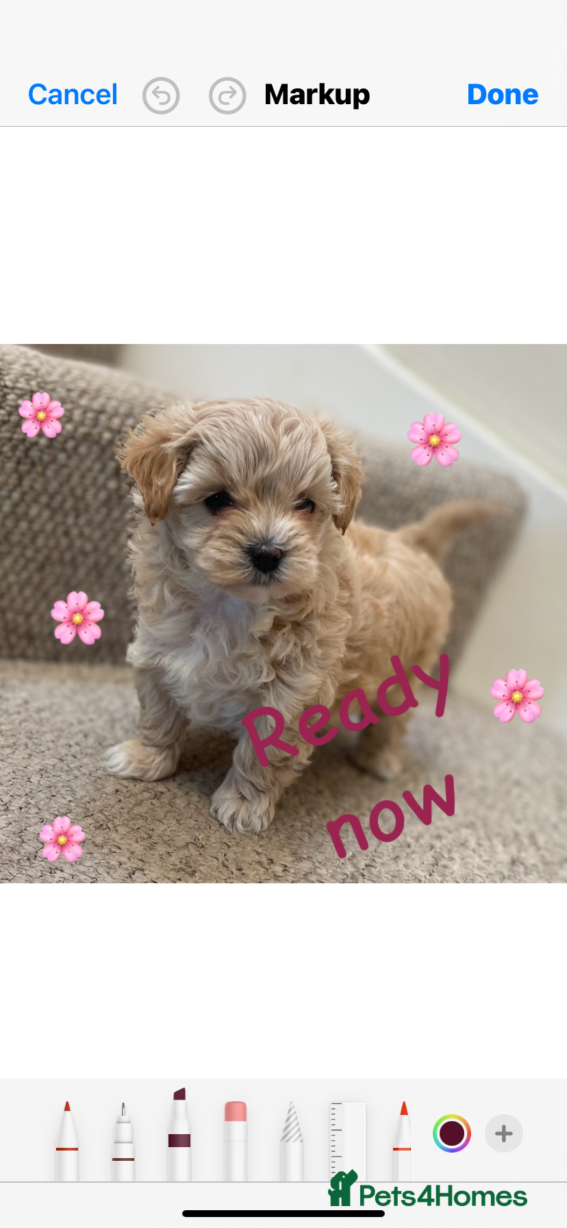 Maltipoo dogs Female Maltipoo f1 Pup from 5 star breeder - Advert 6